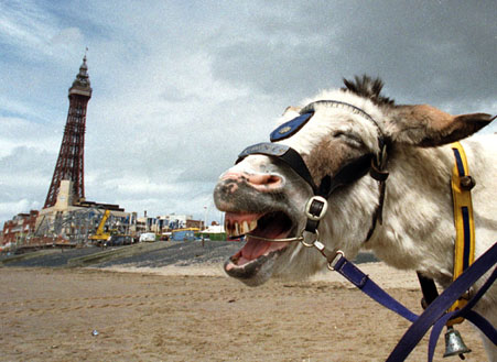 Donkey at Blackpool